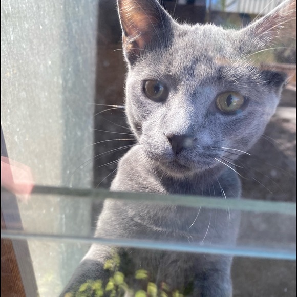 Meet your Posher, Harlow - Picture 1 of 1